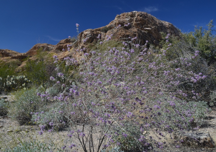 The Javalina Mtn Trail